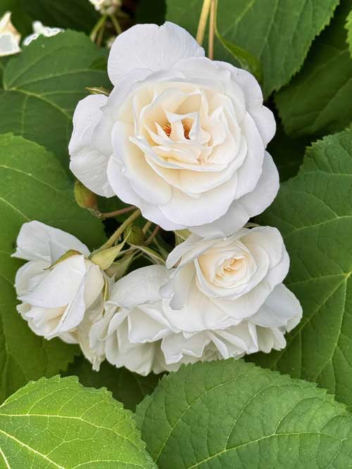 Uncle Tom's roses