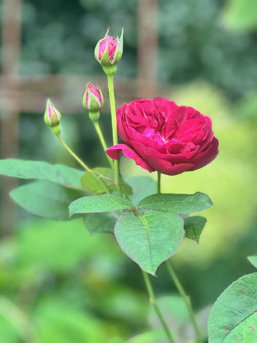 A picture showing healthy roses in the UK