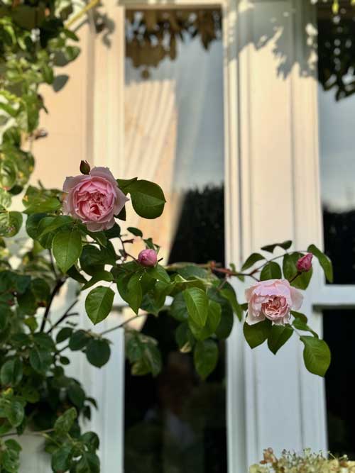 A picture perfect rose