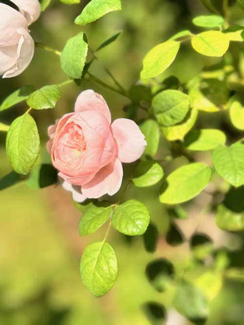 Beatiful roses using Uncle Tom's Rose Tonic