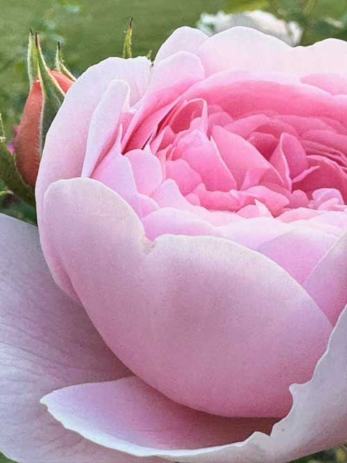 Healthy roses