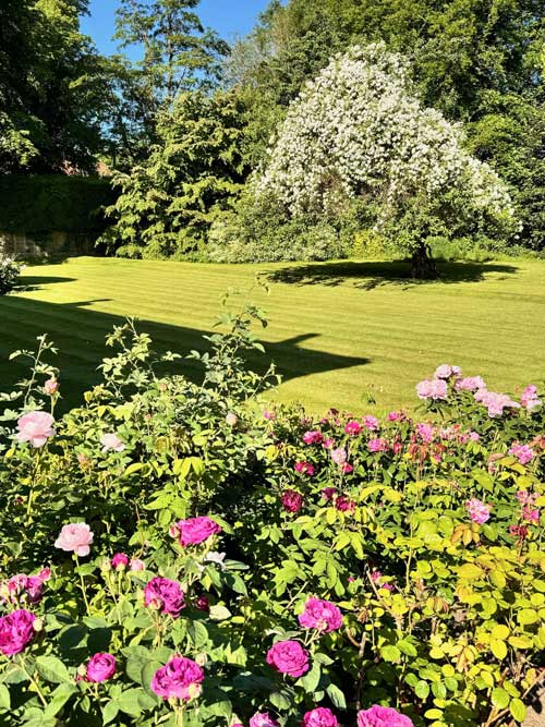A picture showing healthy roses in the UK