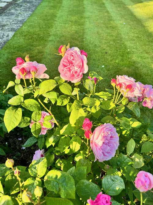 A picture showing healthy roses in the UK