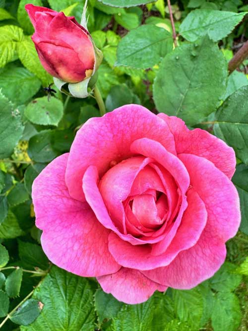 A picture showing healthy roses in the UK