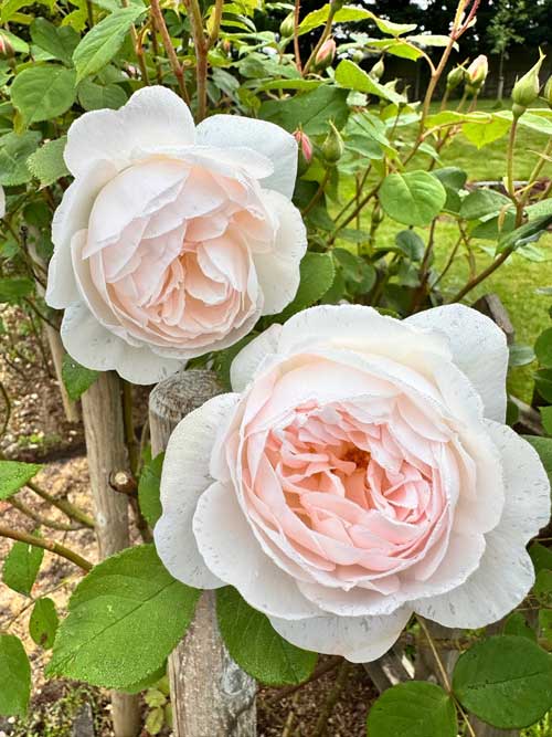 A picture showing healthy roses in the UK
