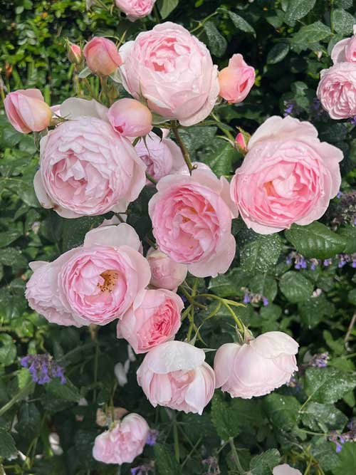 A picture showing healthy roses in the UK