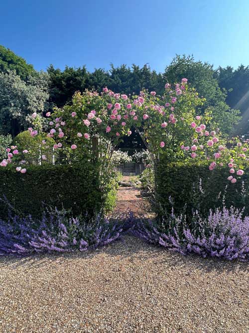 A picture showing healthy roses in the UK