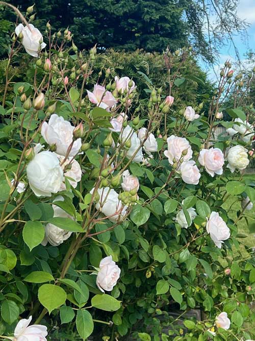 A picture showing healthy roses in the UK